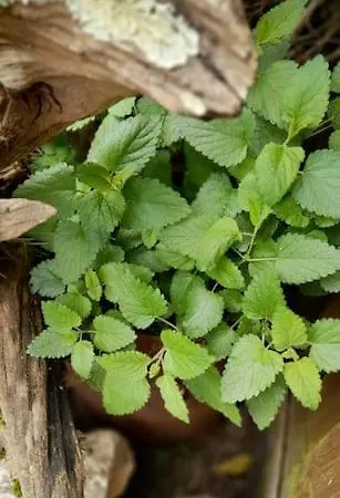 La Casa 44, Con Opcional Holiday home Sariego